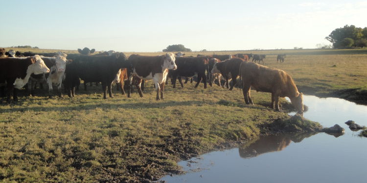 La carne y el cambio climático