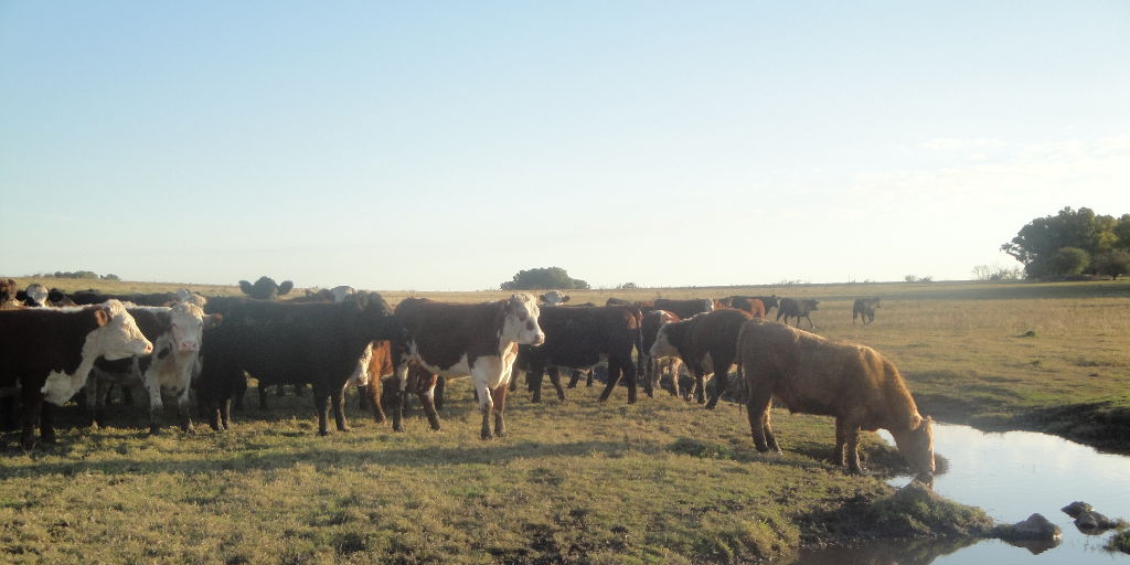 Pese a la caída de la faena, hay señales de reacción en el sector cárnico.